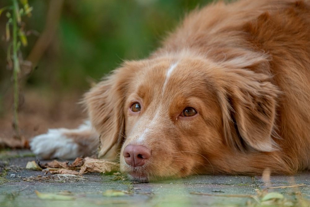 Tamron 50-400mm