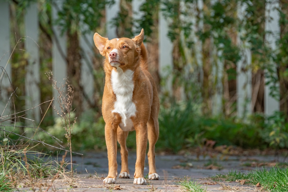 Tamron 50-400mm