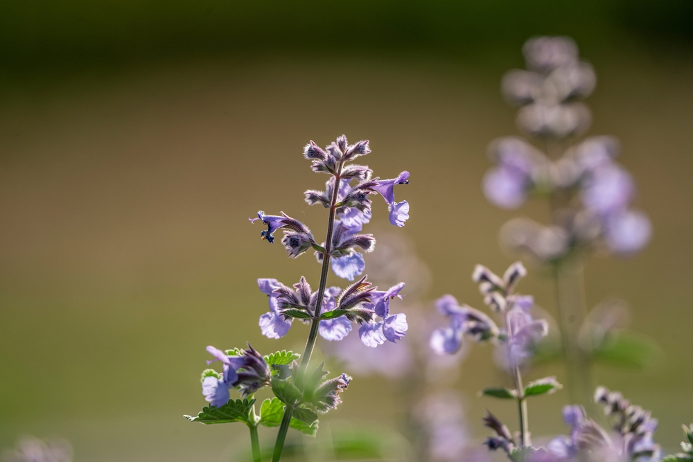 Tamron 50-400mm