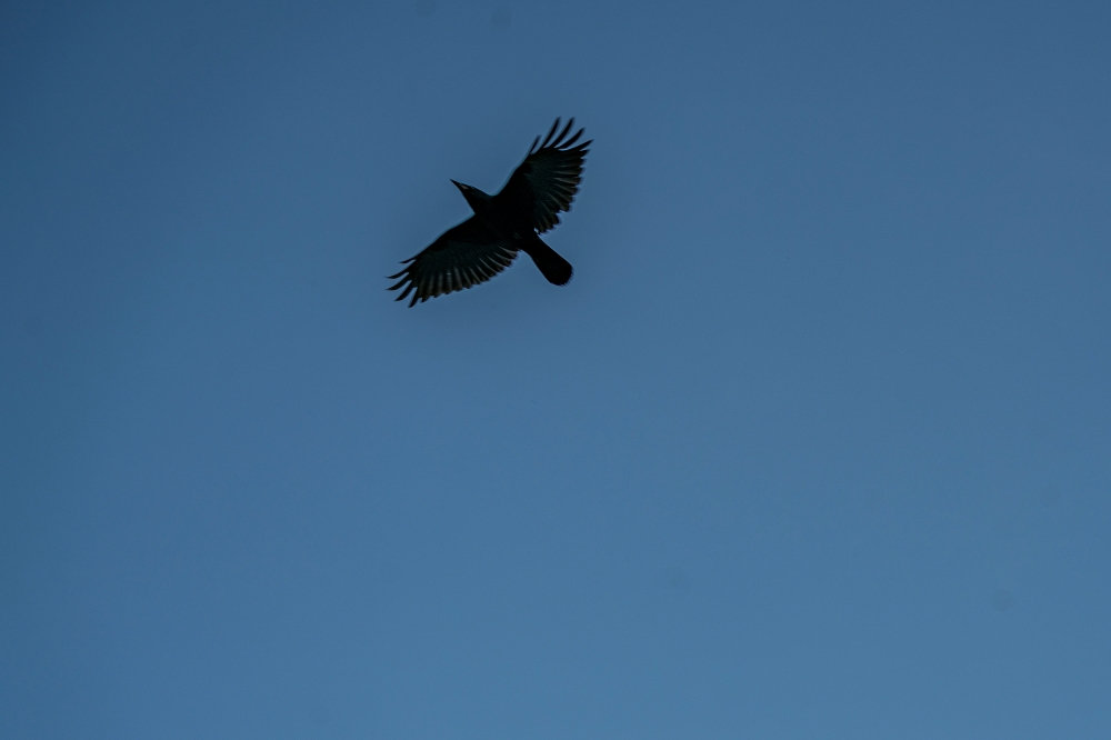 Tamron 50-400mm