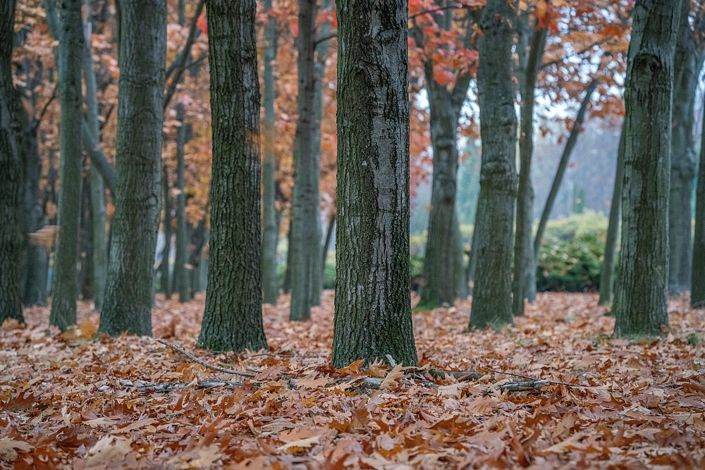 Tamron 50-400mm