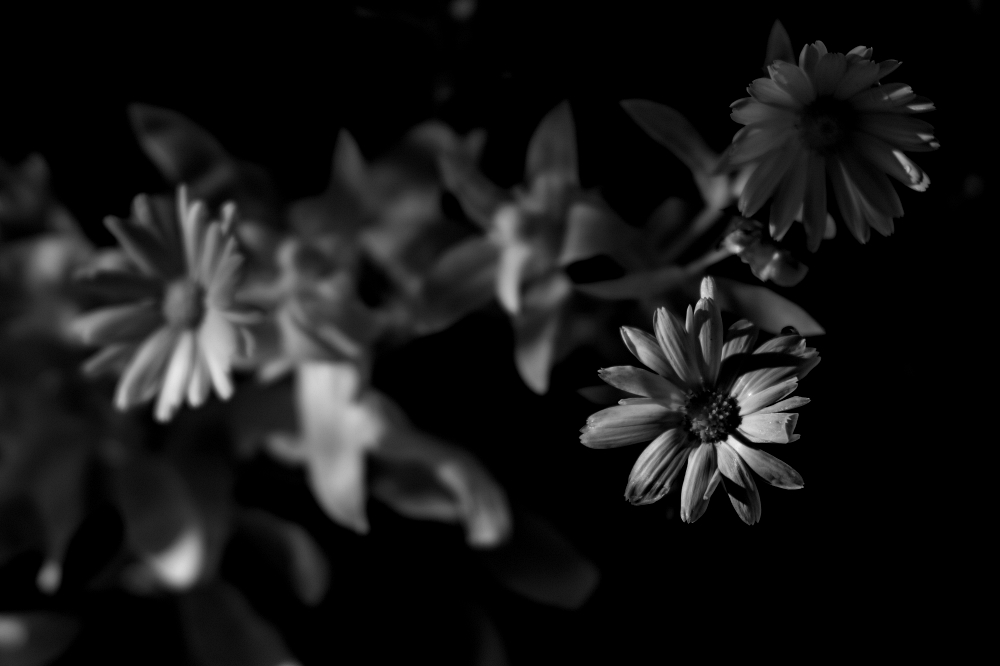 TTArtisan Tilt 50mm F1.4. Sony a6000 IR-converted