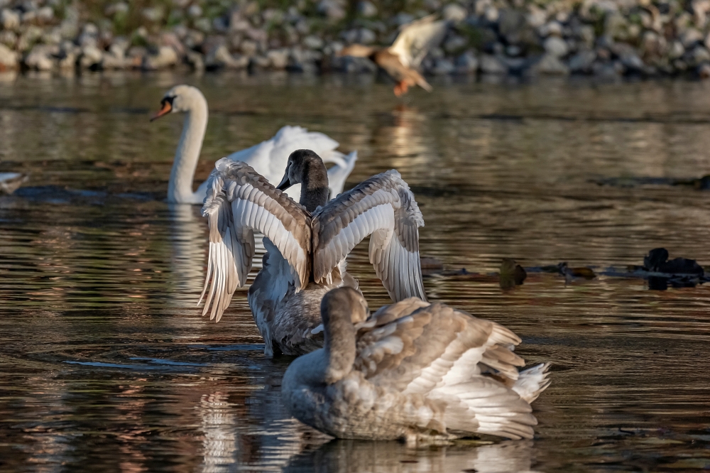 Tamron 150-500mm F5-6.7 Di III VC VXD FX