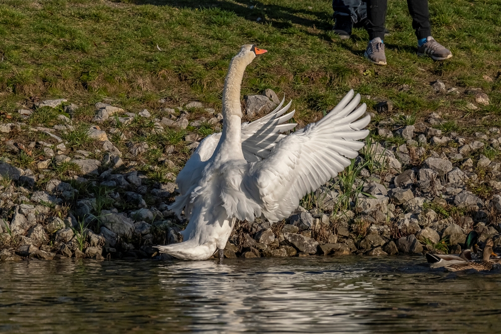Tamron 150-500mm F5-6.7 Di III VC VXD FX