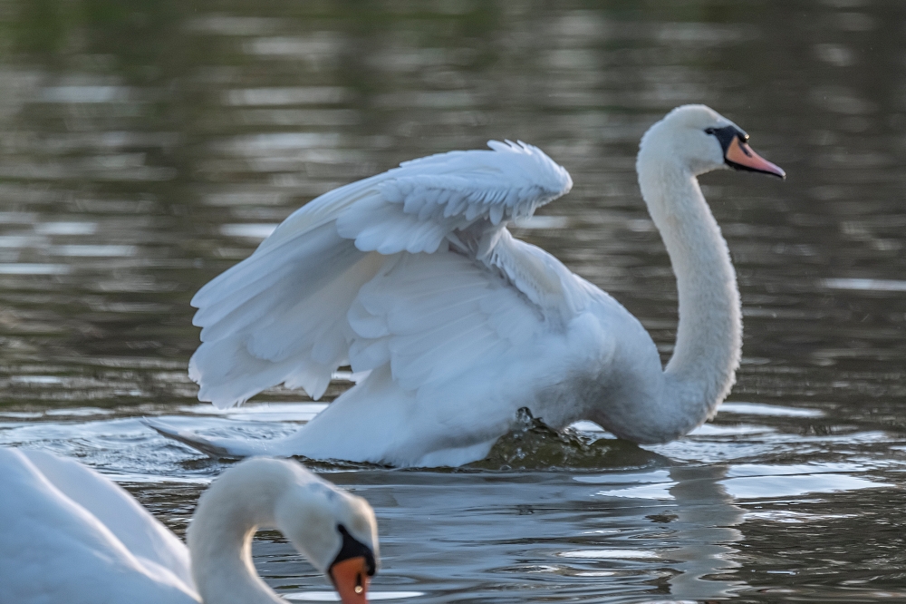 Tamron 150-500mm F5-6.7 Di III VC VXD FX
