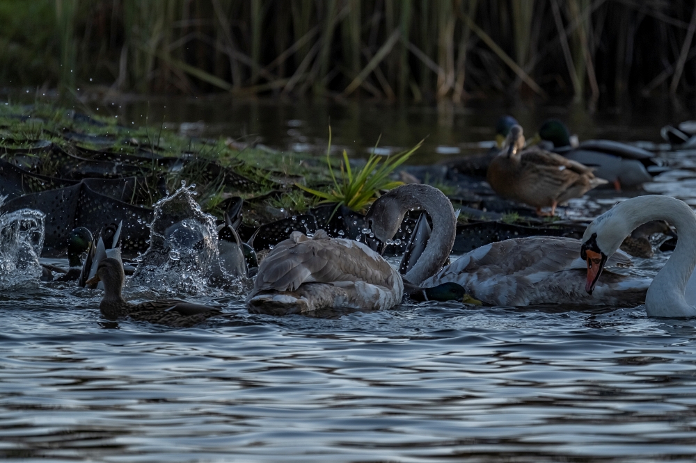 Tamron 150-500mm F5-6.7 Di III VC VXD FX