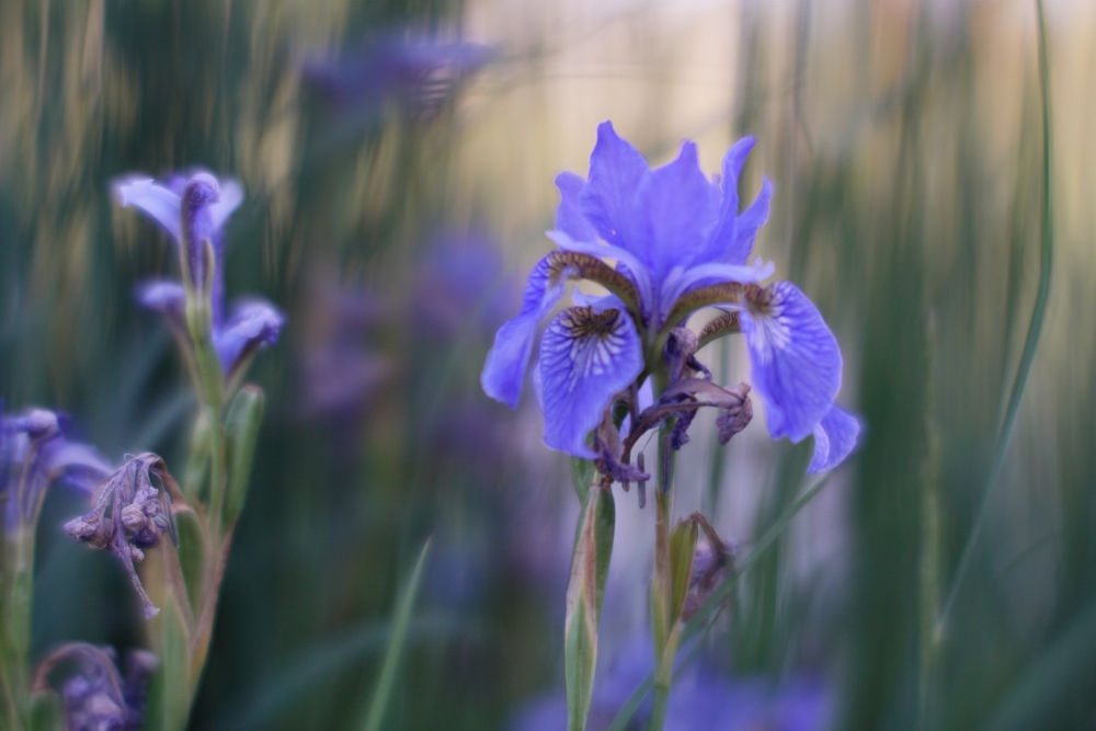 TTArtisan 50mm F0.95