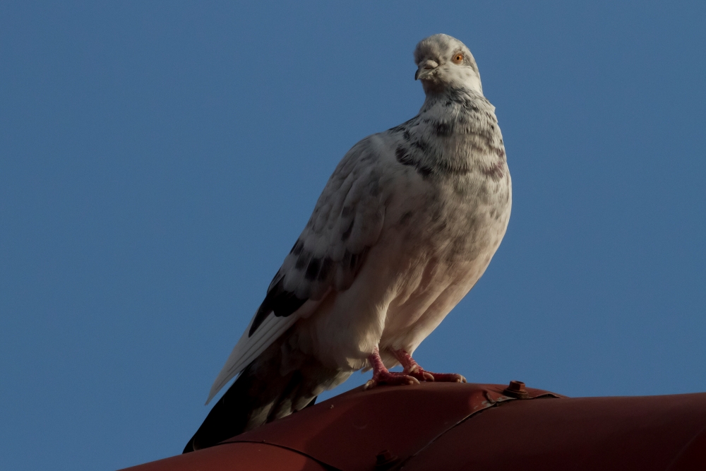 Canon EF 800mm F5.6L IS USM Pigeon Text