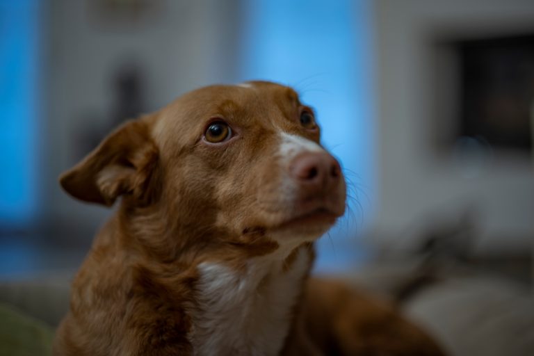 Super Takumar 50mm F1.4 Main