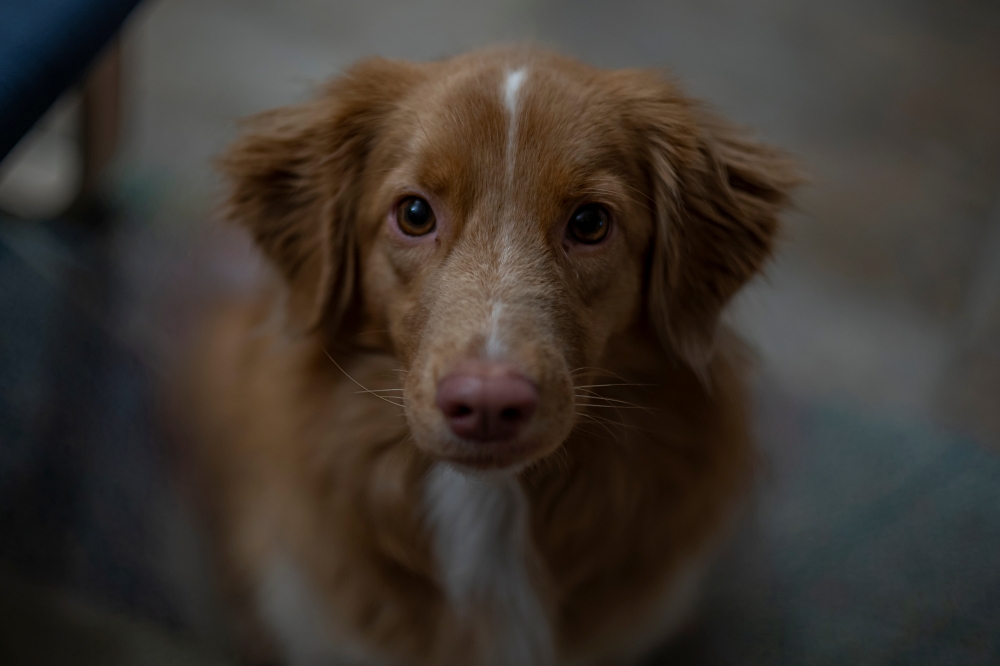 Super Takumar 50mm F1.4