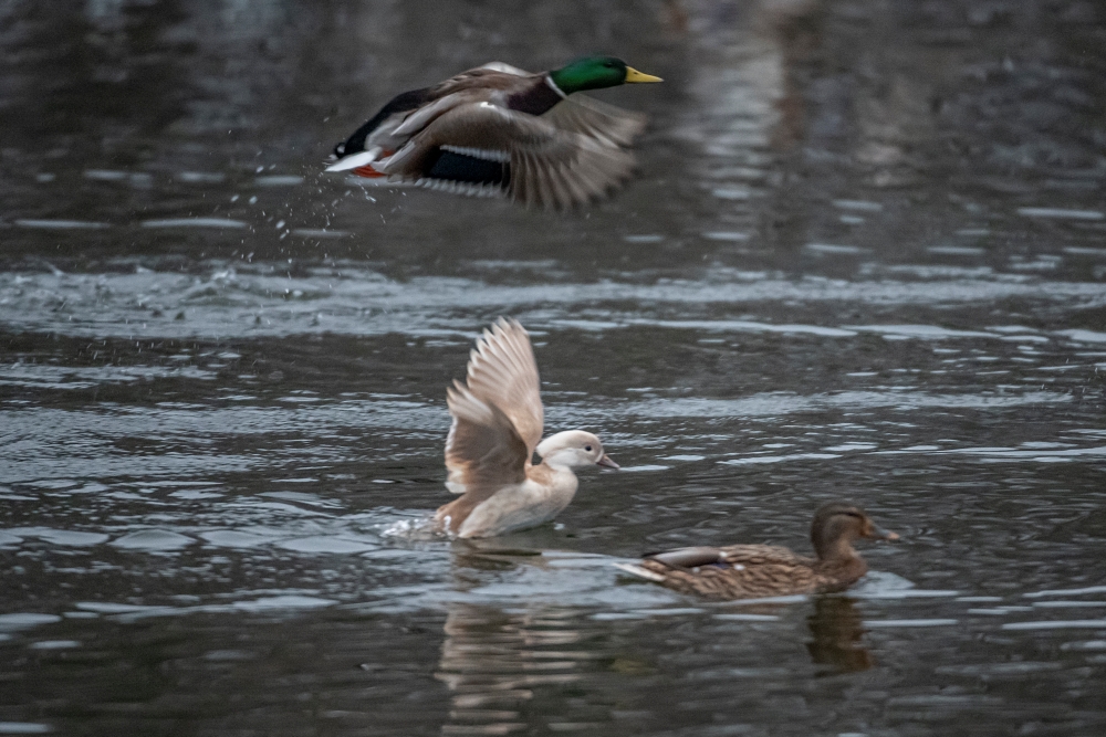 AF S Nikkor 200 400mm F4G ED VR II Ducks 1