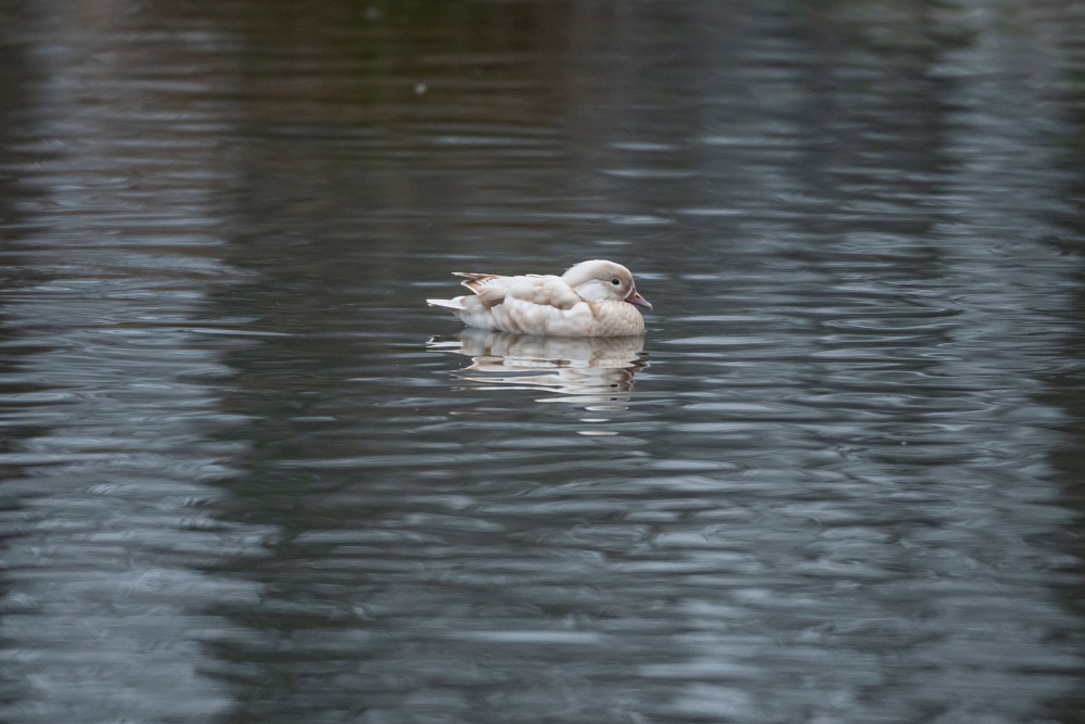 AF S Nikkor 200 400mm F4G ED VR II Ducks 3