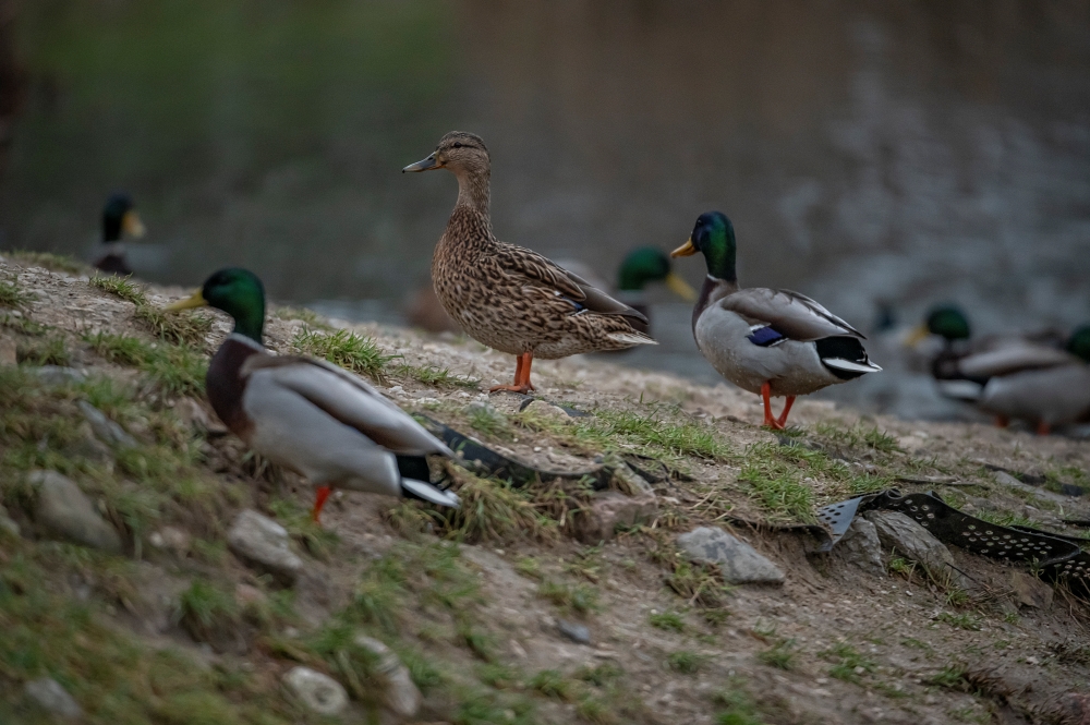 AF S Nikkor 200 400mm F4G ED VR II Ducks 5
