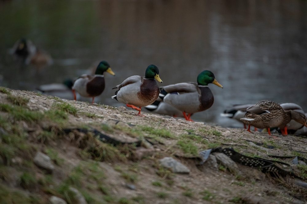 AF S Nikkor 200 400mm F4G ED VR II Ducks 6