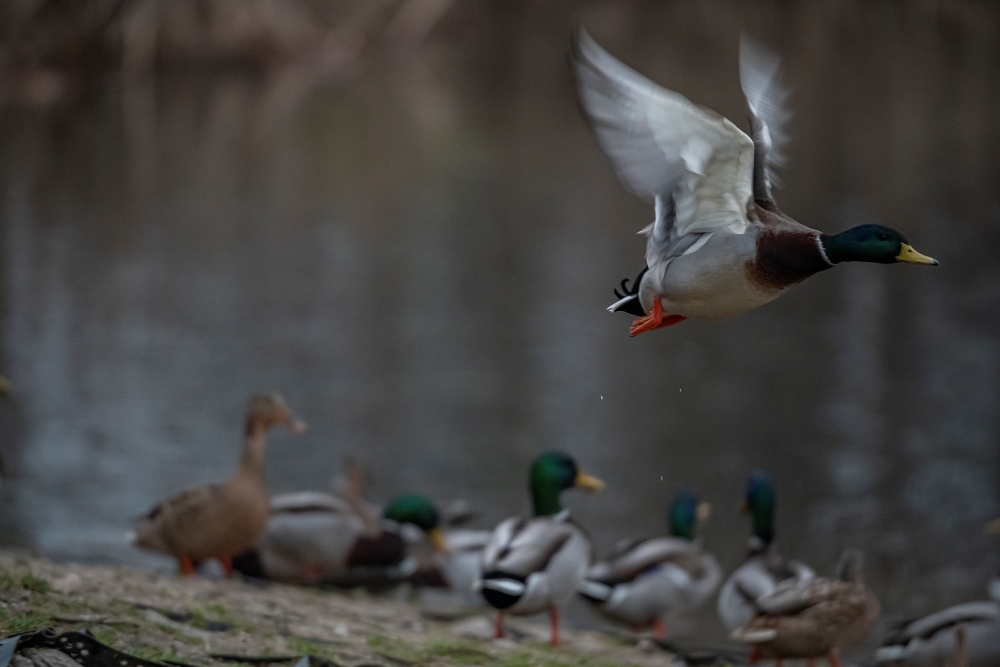AF S Nikkor 200 400mm F4G ED VR II Ducks 7