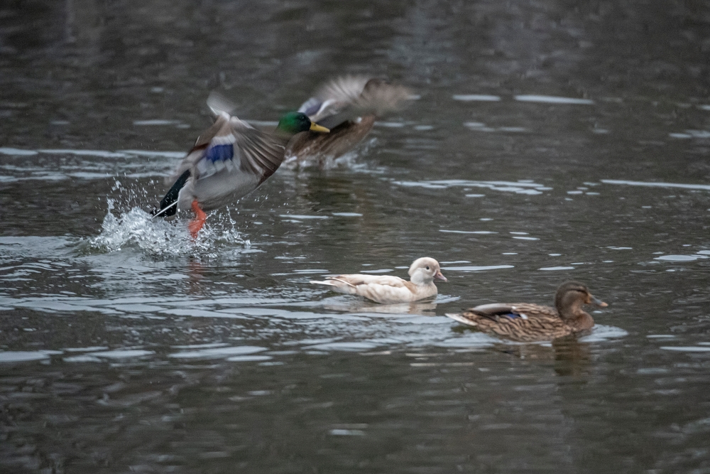 AF S Nikkor 200 400mm F4G ED VR II Ducks 8