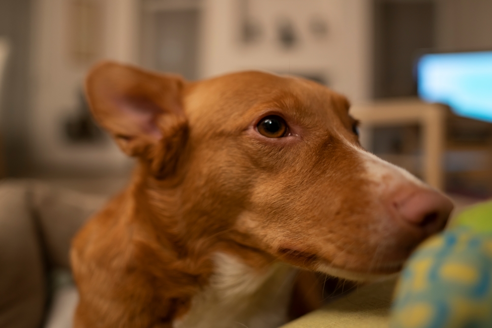 Samyang V-AF 24mm T1.9