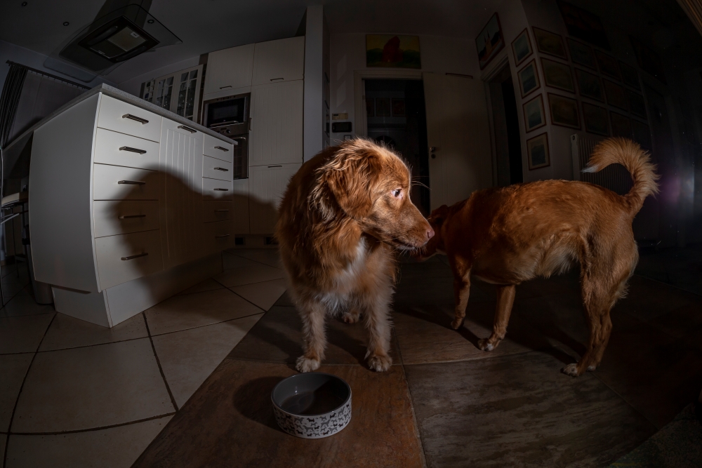 TTArtisan 11mm F2.8 Dogs