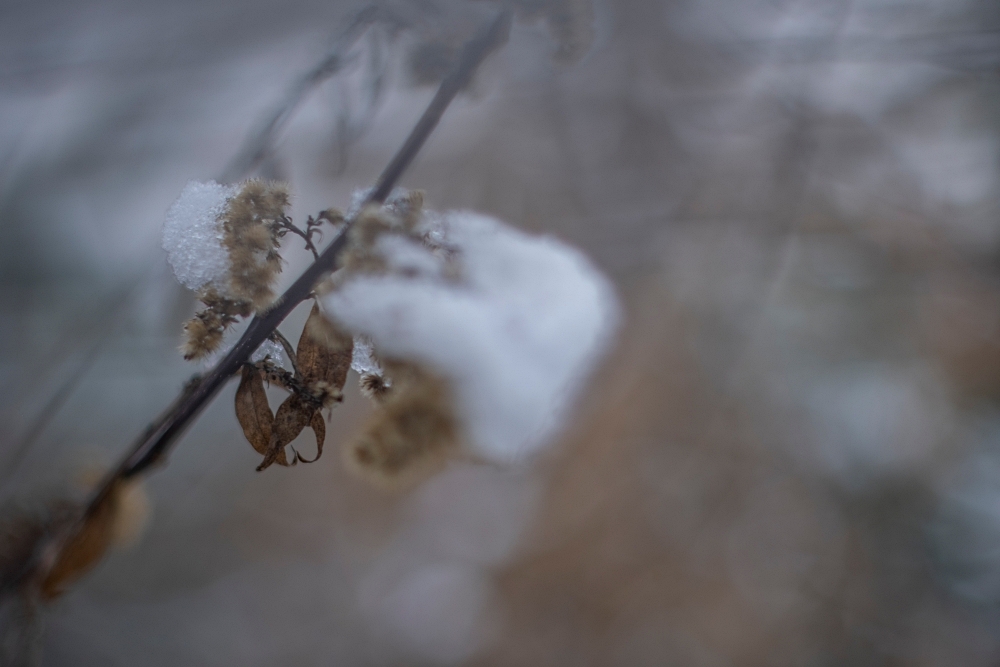 TTArtisan Tilt 50mm F1.4 Branch