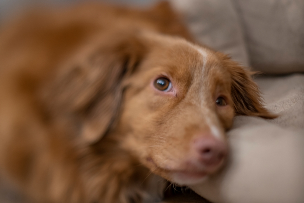 TTArtisan Tilt 50mm F1.4 Furbelow