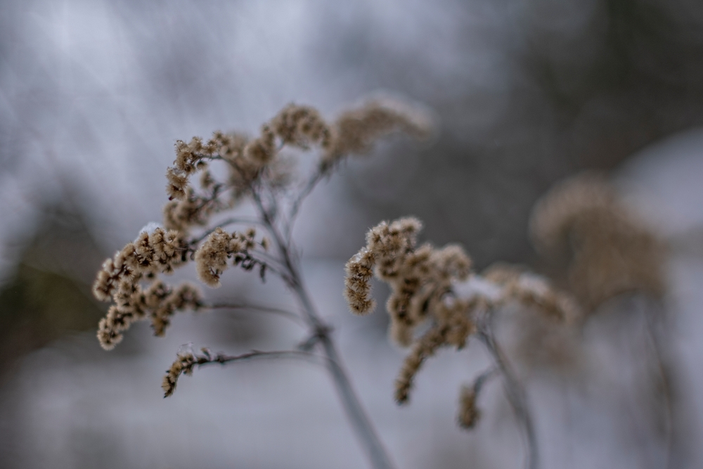 TTArtisan Tilt 50mm F1.4 Plant