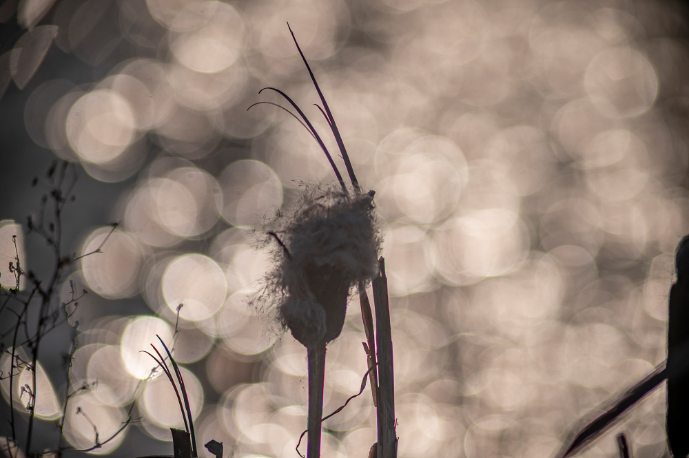 MC Sonnar 300mm F4 Carl Zeiss Jena