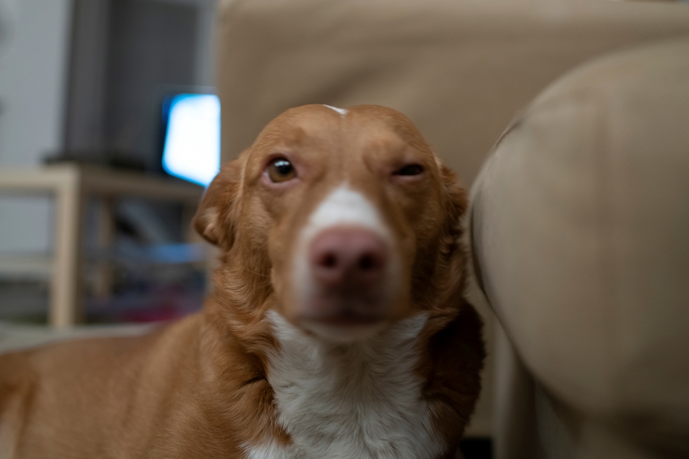 Samyang V-AF 24mm T1.9