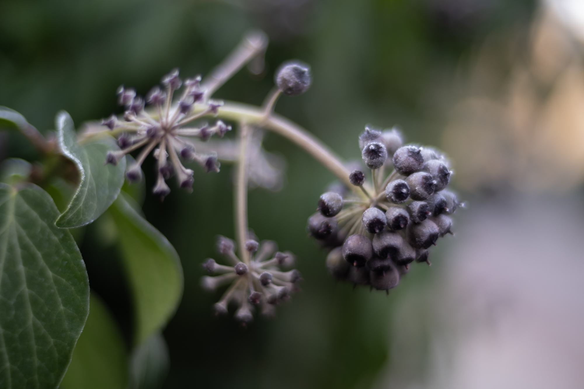 FujiFilm X-Pro3