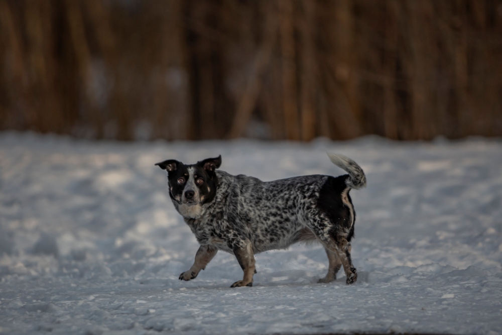 Canon EF 200 400mm F4L 7