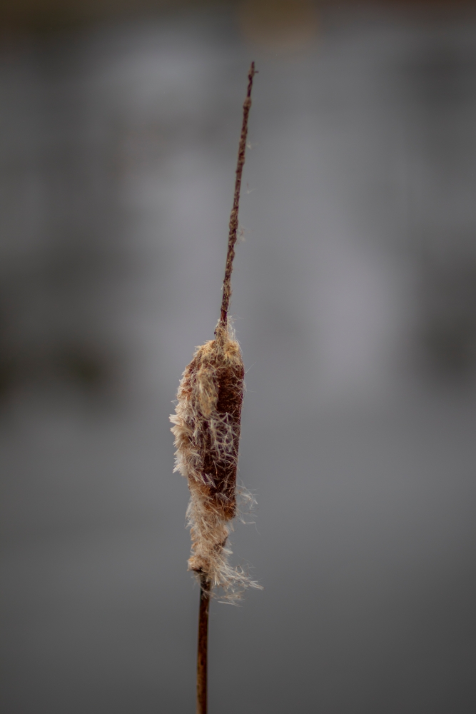 Canon EF 85mm F1.2 L II USM Calamus