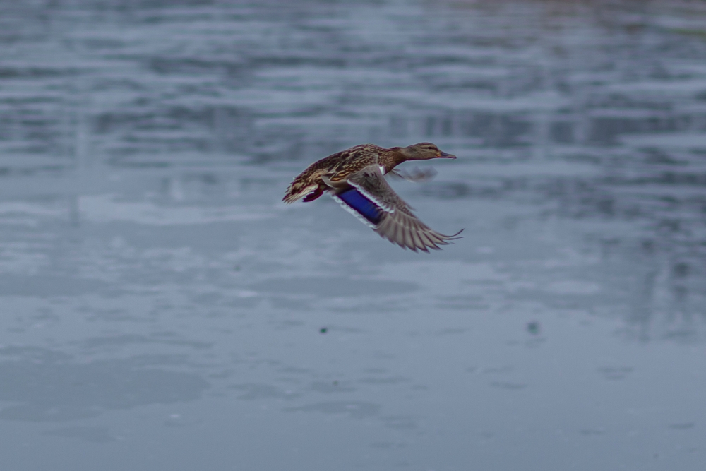 Canon EF 85mm F1.2 L II USM Flying Duck 1