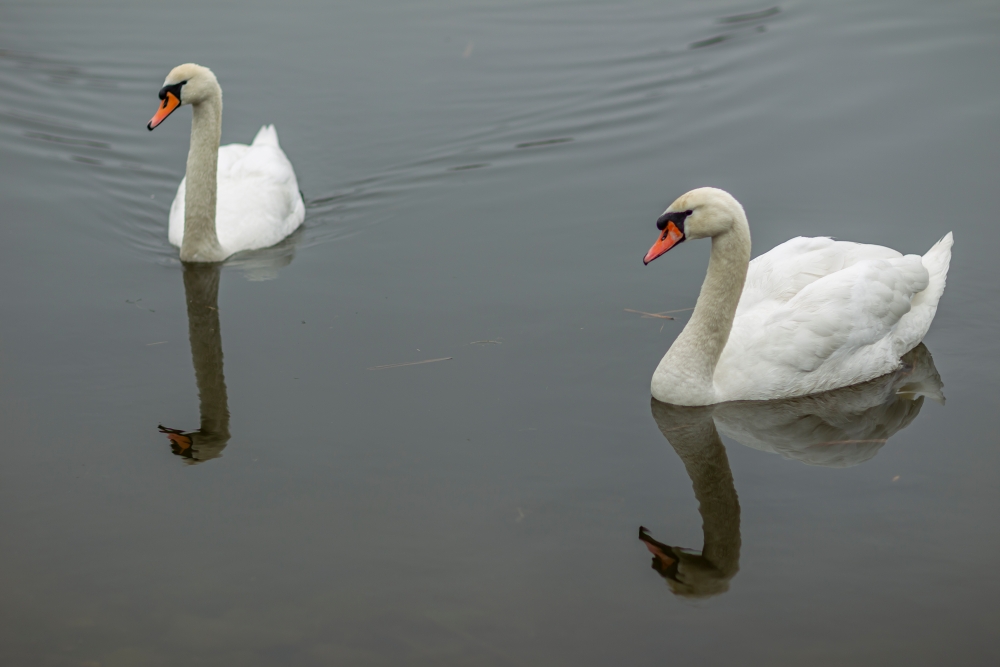 Canon EF 85mm F1.2 L II USM Swans