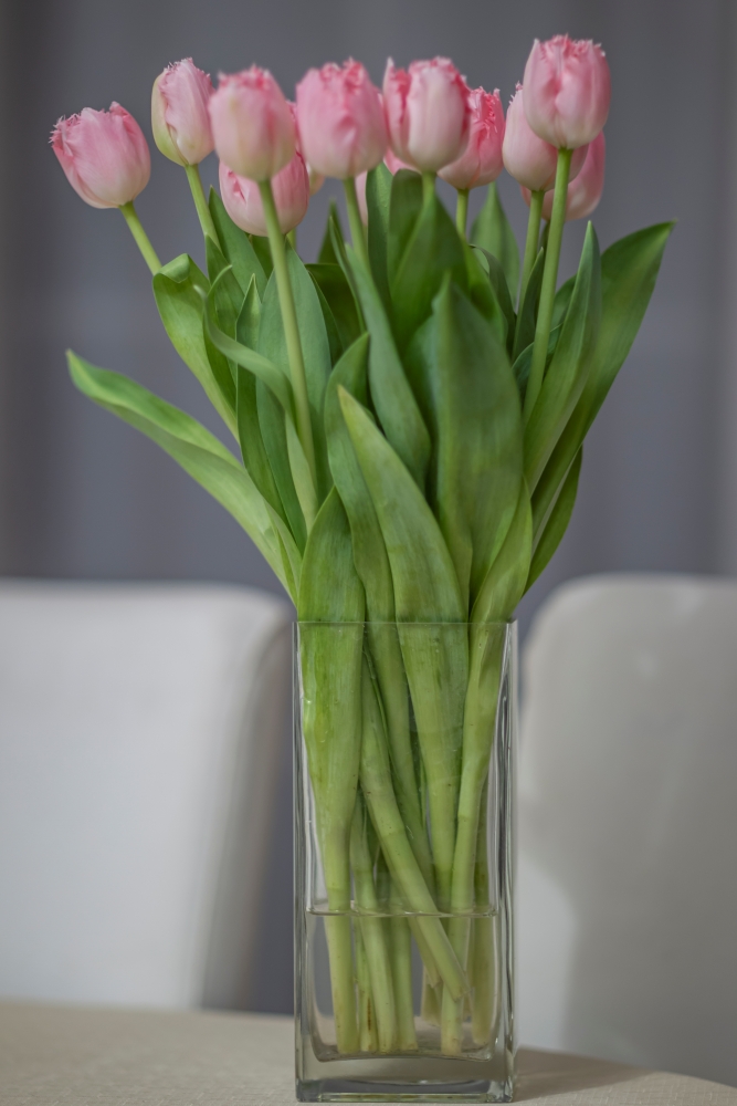 Canon EF 85mm F1.2 L II USM Tulips 1