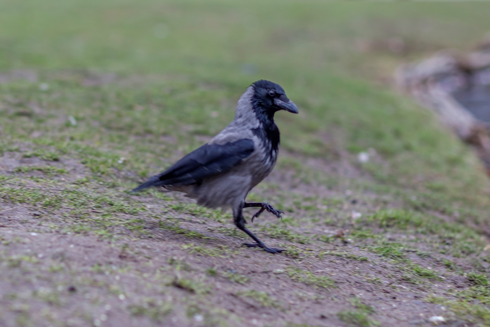 Canon EF 85mm F1.2L II USM Crow
