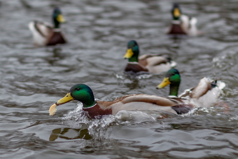 Canon EF 85mm F1.2L II USM Duck