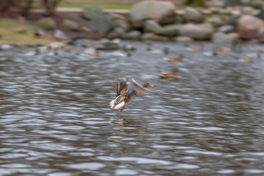 Canon EF 85mm F1.2L II USM Landing Duck