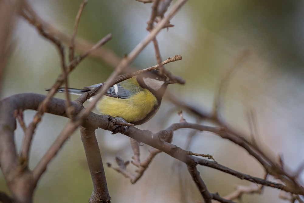 Supertelezoom Canon EF 200 400mm F4L Bird