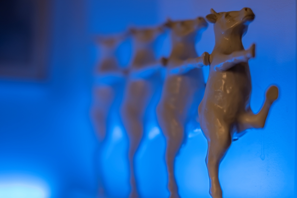 TTArtisan Tilt 50mm F1.4 Cows