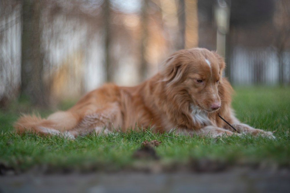 Helios 40 2 85mm F1.5 Furbelow 2