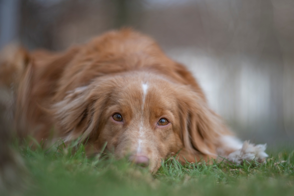 Helios 40 2 85mm F1.5 Furbelow