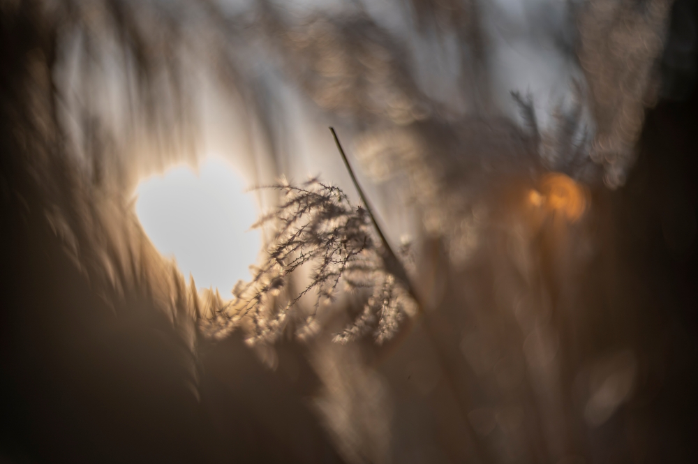 Helios 40 2 85mm F1.5 Sun