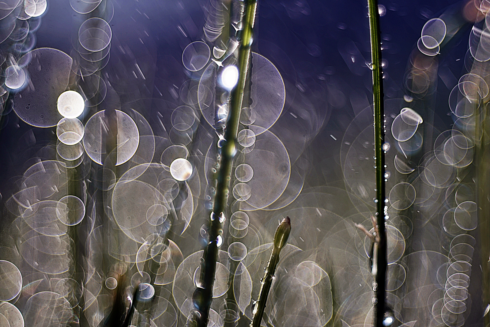 Bokeh