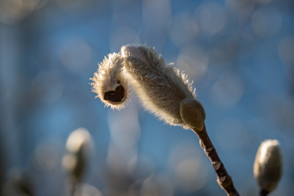 TTArtisan 40mm F2.8 Macro 1
