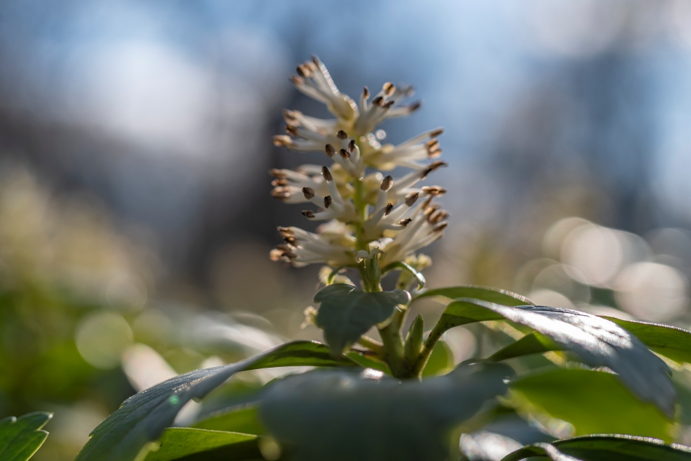 TTArtisan 40mm F2.8 Macro 4