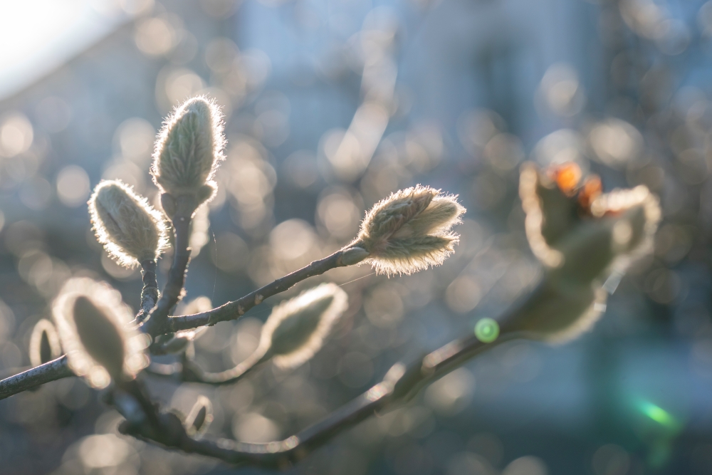 TTArtisan 40mm F2.8 Macro 5