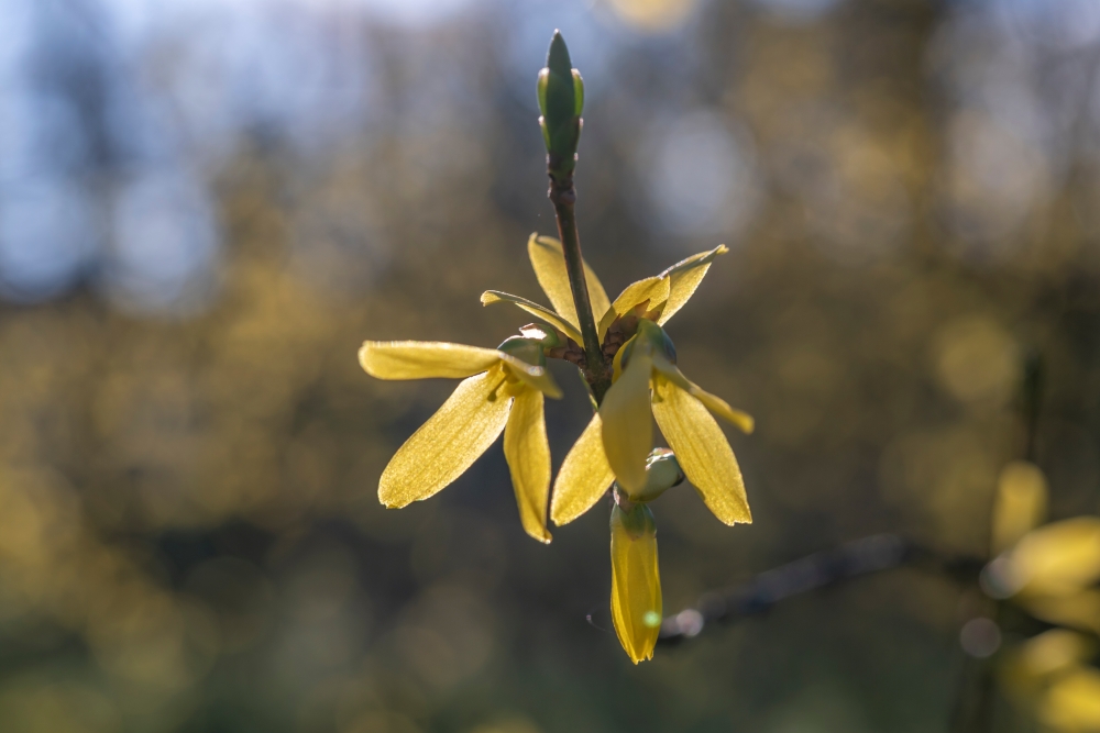TTArtisan 40mm F2.8 Macro 8