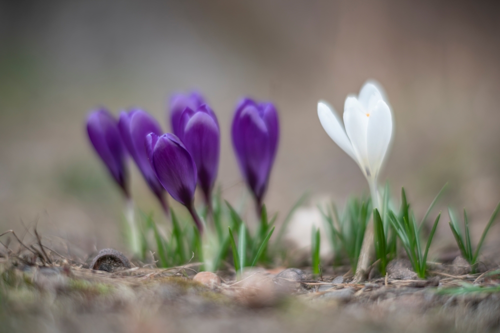 TTArtisan M 90mm F1.25 Bloom