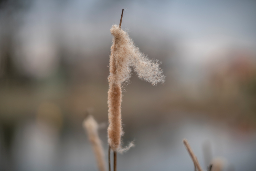 TTArtisan M 90mm F1.25 Creamy Bokeh