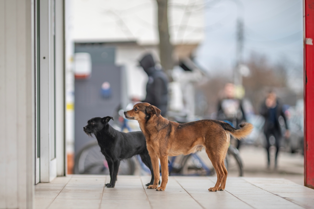 TTArtisan M 90mm F1.25 Doggies 2