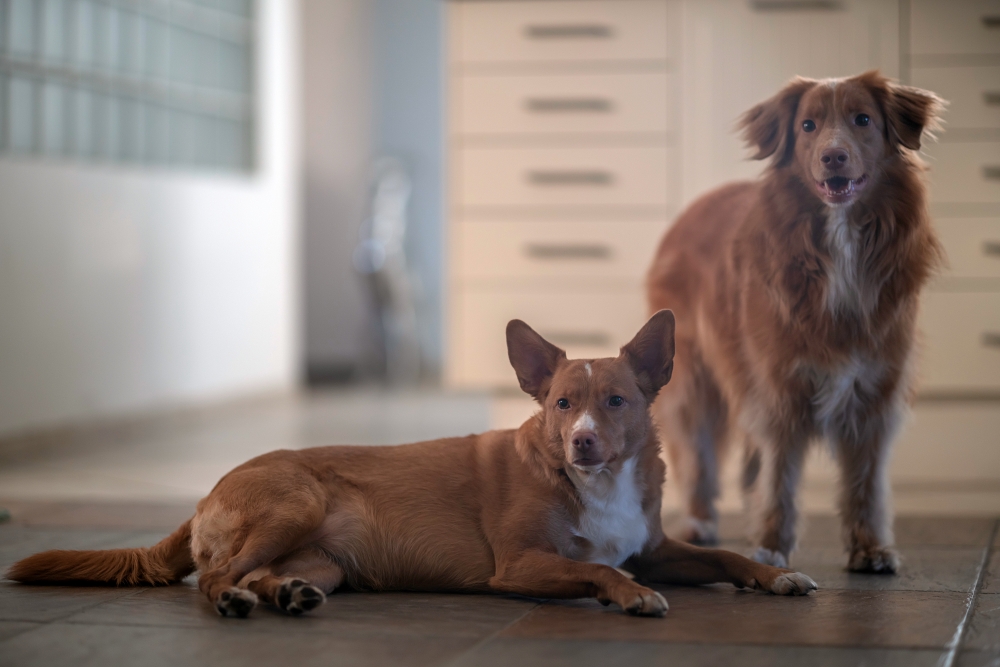 TTArtisan M 90mm F1.25 Doggies